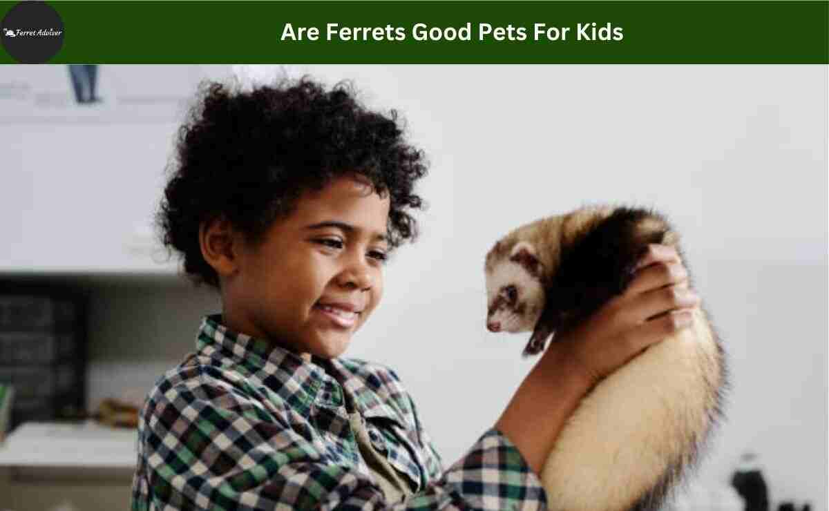 Are Ferrets Good Pets For Kids