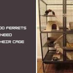 What Do Ferrets Need in Their Cage