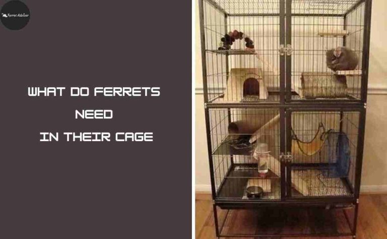 What Do Ferrets Need in Their Cage