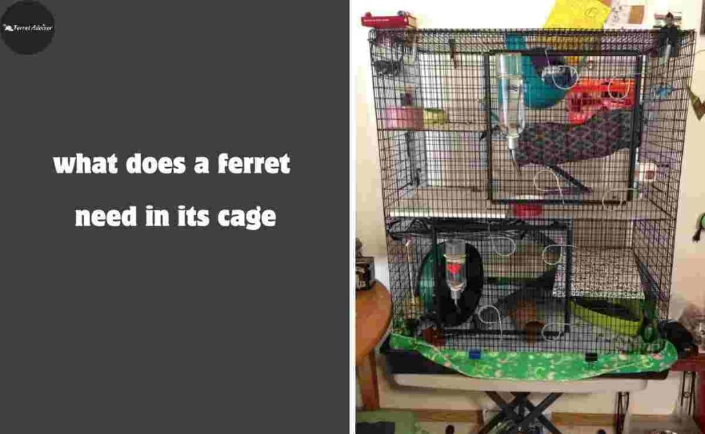 what does a ferret need in its cage